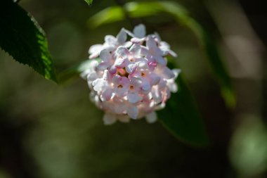 VIBURNUM CARLES II BİR BICTCHIUENSE Bir bahçede