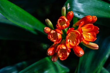 CLIVIA MINIATA Bahçede