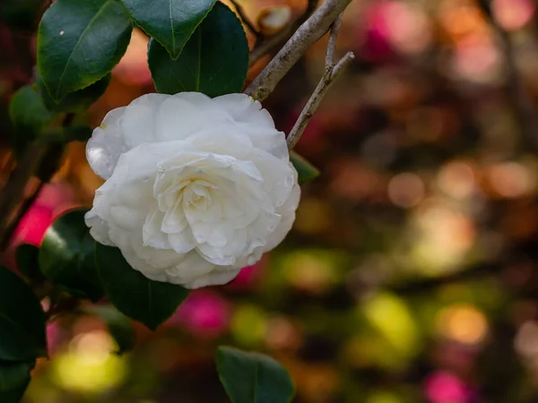 stock image Japanese Camellia in sunny spring.