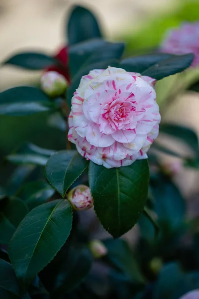 Camellia Japonica Camelio Fleur Cultivée Dans Jardin Madrid — Photo