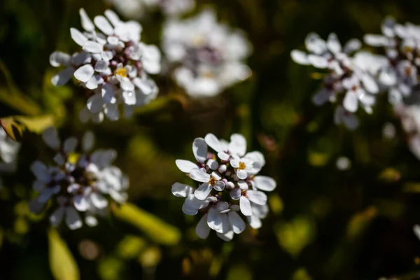 庭のイベリアの夏の花 — ストック写真