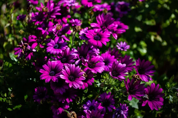 Osteospermum Ecklonis Purple Jardín — Foto de Stock