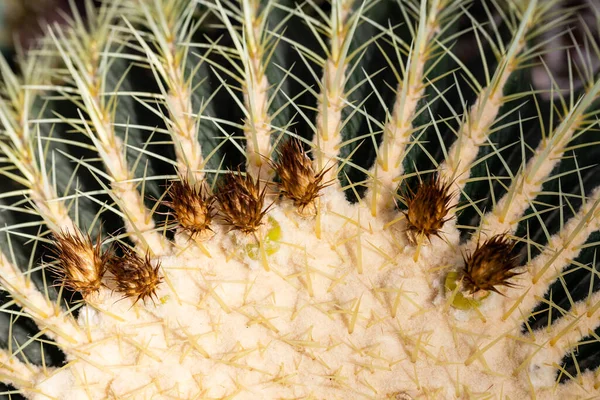 Echinokactus Gruson Ogrodzie — Zdjęcie stockowe