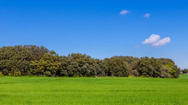 Nuevo Baztan, Madrid çevresinde ilkbaharda mısır gevreği tarlaları