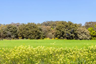 Nuevo Baztan, Madrid çevresinde ilkbaharda mısır gevreği tarlaları