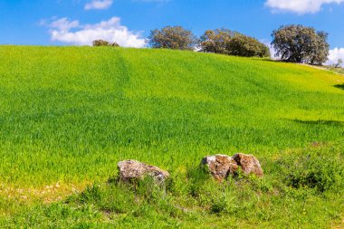 Nuevo Baztan, Madrid çevresinde ilkbaharda mısır gevreği tarlaları