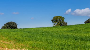 Nuevo Baztan, Madrid çevresinde ilkbaharda mısır gevreği tarlaları