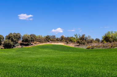 Nuevo Baztan, Madrid çevresinde ilkbaharda mısır gevreği tarlaları
