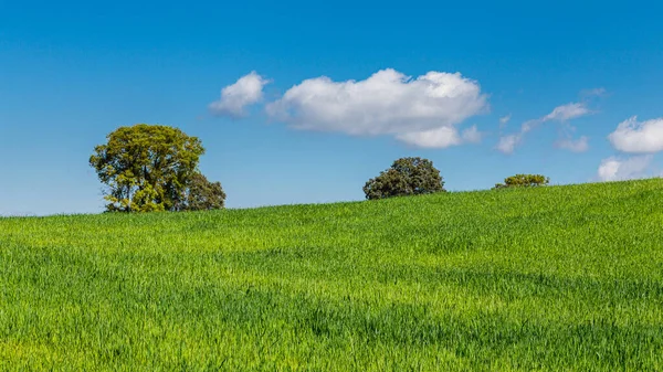 stock image Cereal fields in spring around Nuevo Baztan, Madrid