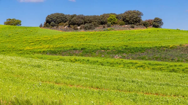 Зерновые Поля Весной Вокруг Нуэво Базтана Мадрид — стоковое фото