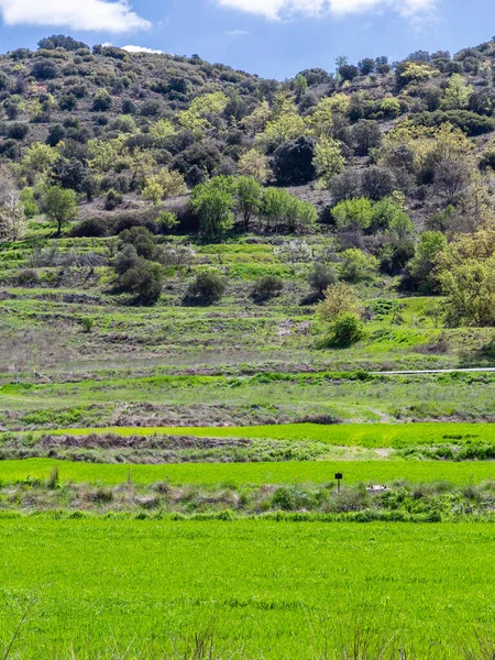 マドリードヌエボ バズタン周辺の春の穀物畑 — ストック写真
