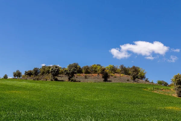 Зерновые Поля Весной Вокруг Нуэво Базтана Мадрид — стоковое фото
