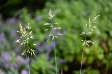 Bir bahçede Helictotrichon sempervirens