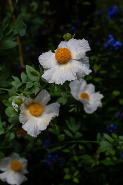 Rommeva Coulteri bir bahçede