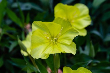 Oenothera Missouriensis bir bahçede