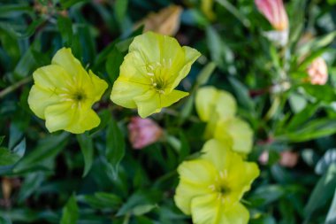 Oenothera Missouriensis bir bahçede