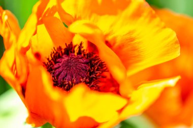 Bahçede yetiştirilmiş Papaver oryantasyonu