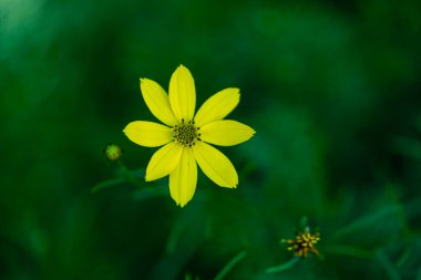 Bir bahçede koreopsis verticillata