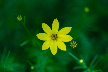 Bir bahçede koreopsis verticillata