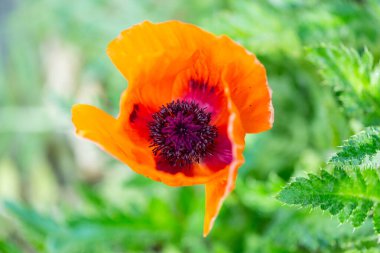 Bahçede yetiştirilmiş Papaver oryantasyonu