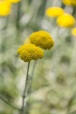 Achillea Coarctata Bahçede