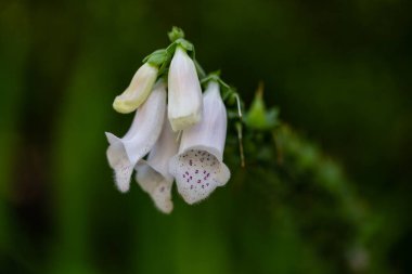 Digitalis Grandiflora veya beyaz yüksükotu, Corolla 'da yağmur damlaları var.