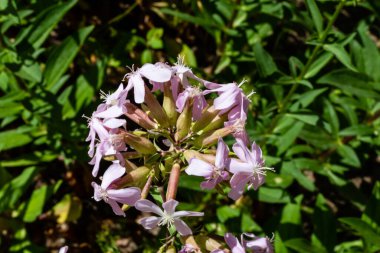 Saponaria Memurları Bahçede