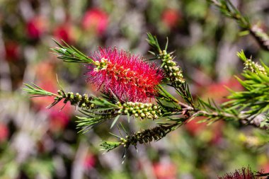 Callistemon Citrinus Bahçede