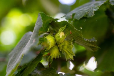 fındık ağacı dalı