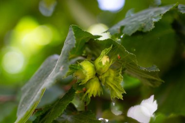 fındık ağacı dalı