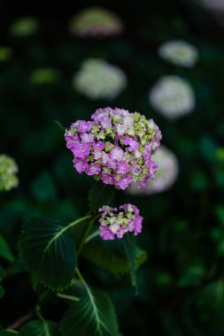 Çiçek açan ortanca bir bahçede yakın plan