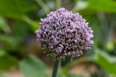 Bahçedeki yeşil pırasa