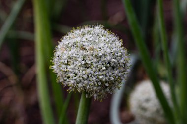 Bahçedeki yeşil pırasa