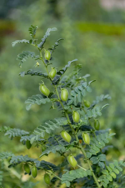 Stock image Chickpeaks on the branch plant