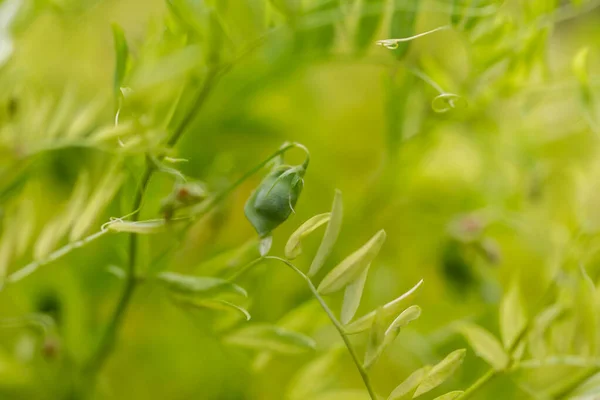 地面にポッドグリーンのレンズ豆 — ストック写真