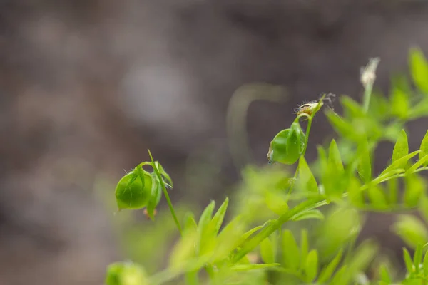 地面にポッドグリーンのレンズ豆 — ストック写真