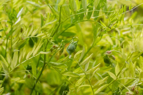 Зеленая Чечевица Земле — стоковое фото