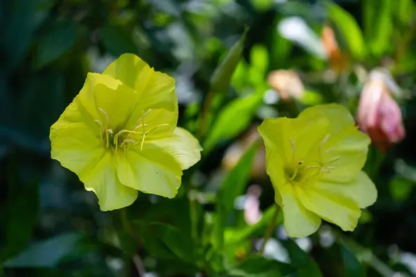 Oenothera Missouriensis Dans Jardin — Photo