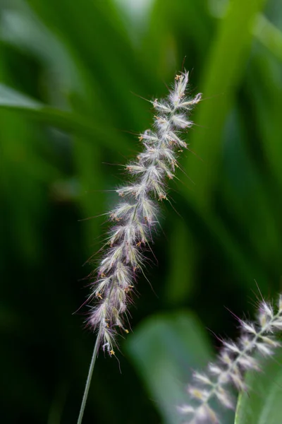 Pennisetum Orientale Jardín — Foto de Stock