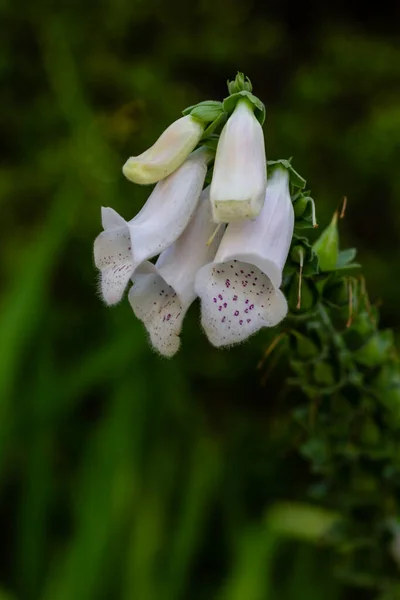 Digitalis Grandiflora Lub Biała Foxglove Kroplami Deszczu Corolli — Zdjęcie stockowe