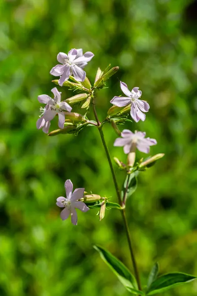 Saponaria Officinalis Garden — Stock Photo, Image