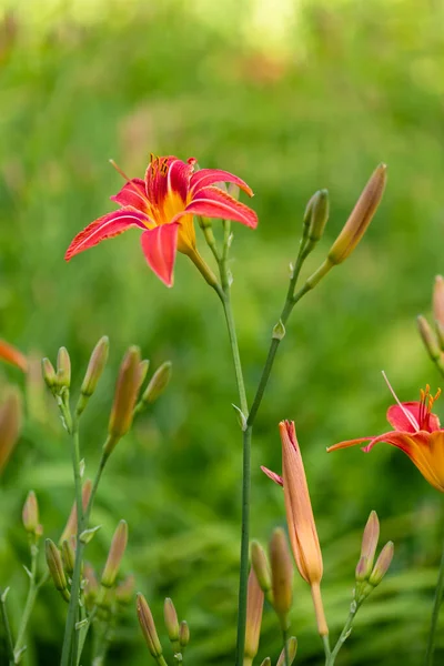 Stock image asphodelus ramosus in a garden