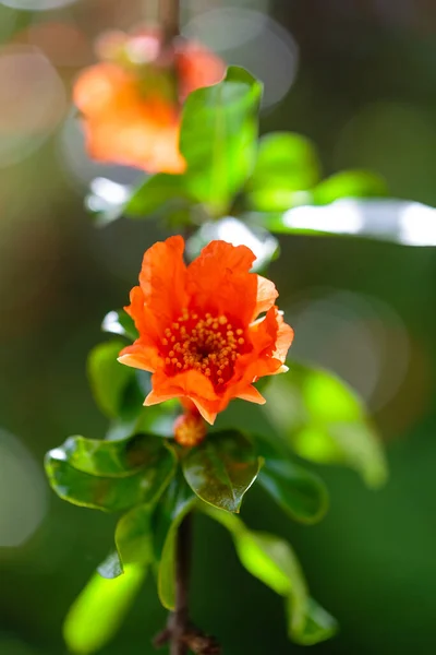 Fleur Grenade Dans Jardin — Photo