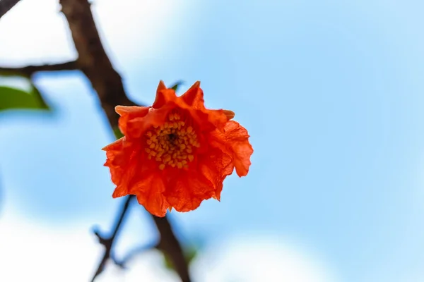 Kwiat Granatu Ogrodzie — Zdjęcie stockowe