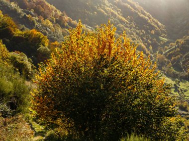 Leitariegos, Asturias, İspanya dağlarında sonbahar manzarası
