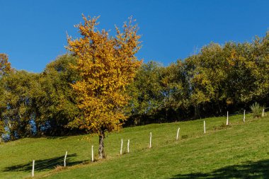 Leitariegos, Asturias, İspanya dağlarında sonbahar manzarası