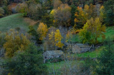 Leitariegos, Asturias, İspanya dağlarında sonbahar manzarası