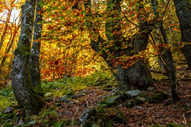 Leitariegos, Asturias, İspanya dağlarında sonbahar manzarası