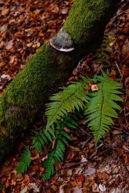 İspanya 'nın Asturias kentindeki Leitariegos vadisinin çayırlarında mantar.