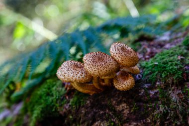 İspanya 'nın Asturias kentindeki Leitariegos vadisinin çayırlarında mantar.